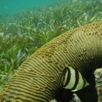 biologia marina biologia marina