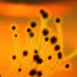 Programa de Microbiologia Programa de Microbiologia