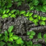 leaves-1350175_1920 Programa de Manejo de vida silvestre