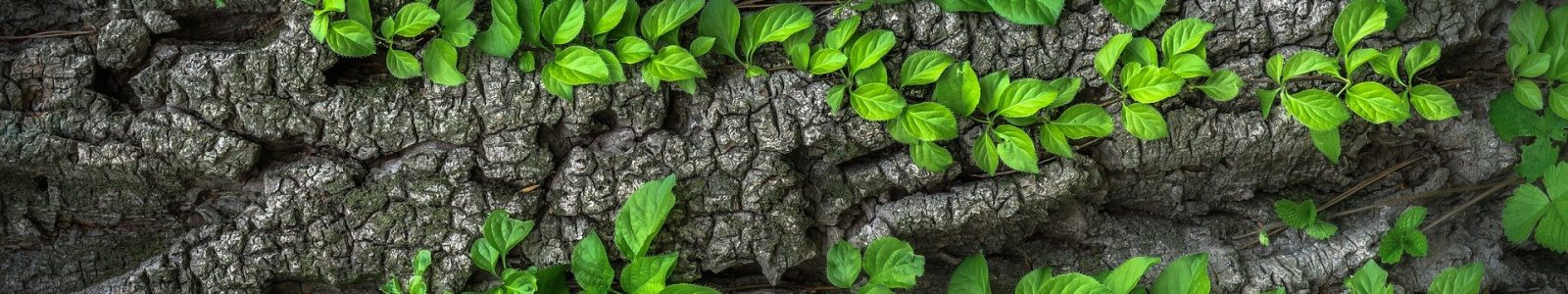 Programa de Manejo de vida silvestre